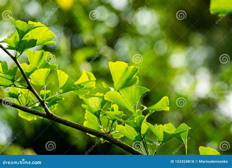 El Primer Pone Verde Brillantemente Las Hojas Del Biloba Del Ginkgo Del