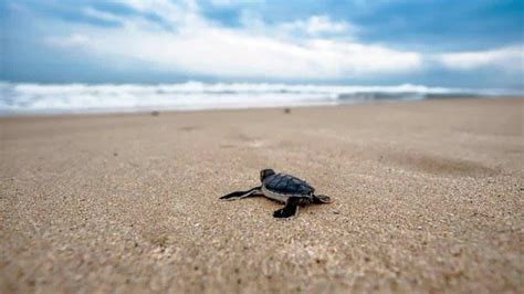 Dónde liberar tortugas en Michoacán Aquí algunas playas