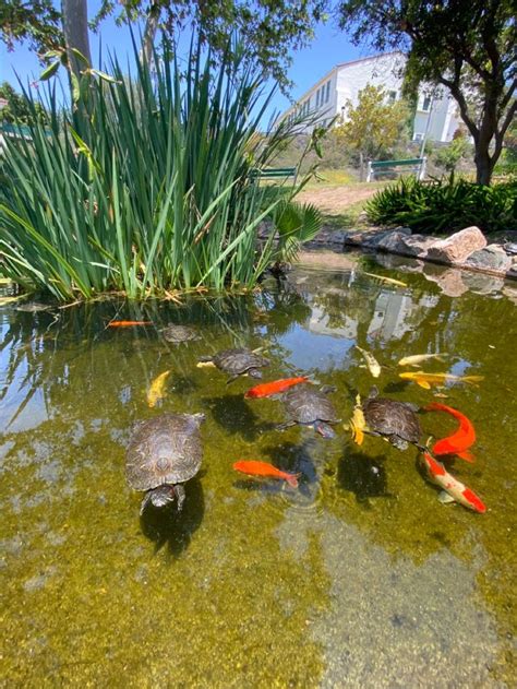 turtle pond | Turtle pond, Fish pond gardens, Garden pond design