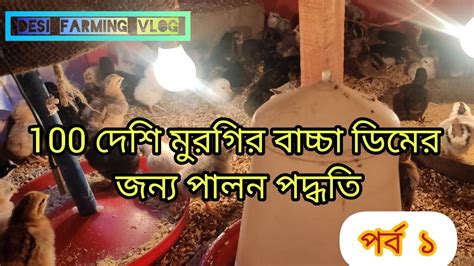 100 দেশি মুরগির বাচ্চা ডিমের জন্য পালন পদ্ধতি পর্ব ১ Desifarmingvlog Desimurgi Vlog Youtube