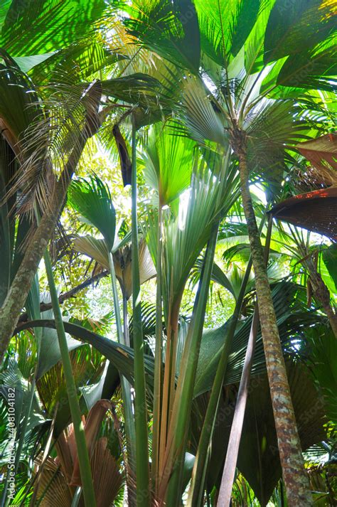 Palms Forest Of Coco De Mer Or Sea Coconut Lodoicea Maldivica In