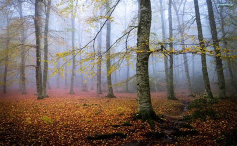 Liście Las Jesień Drzewa Mgła Strumyk