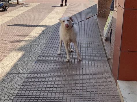 El Colegio De Veterinarios De La Rioja Lanza Un Estudio Descriptivo De