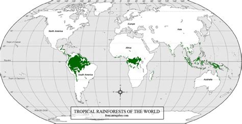 La Importancia De Los Bosques Tropicales