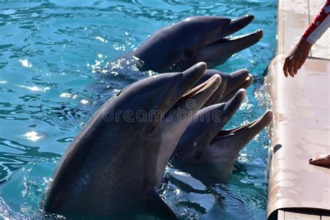 Dolphins at Miami Seaquarium Editorial Photography - Image of ...