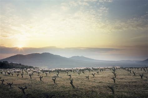 Guía Peñín de Enoturismo Pago de los Balancines Peñín El nuevo Peñín