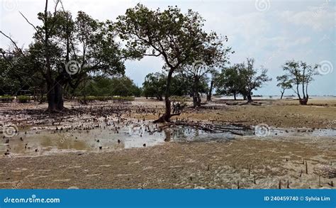 Mangrove Forest In Pasir Padi Beach Bangka Island Of Indonesia