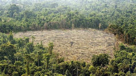 Gran Ofensiva De La Fiscalía Contra La Tala De árboles Fcds Fundación Para La Conservación Y