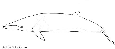 Gray Whale Coloring Pages