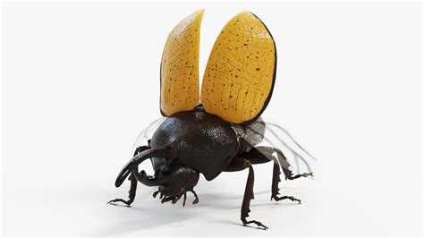 3d Hercules Beetle Turbosquid 1990215