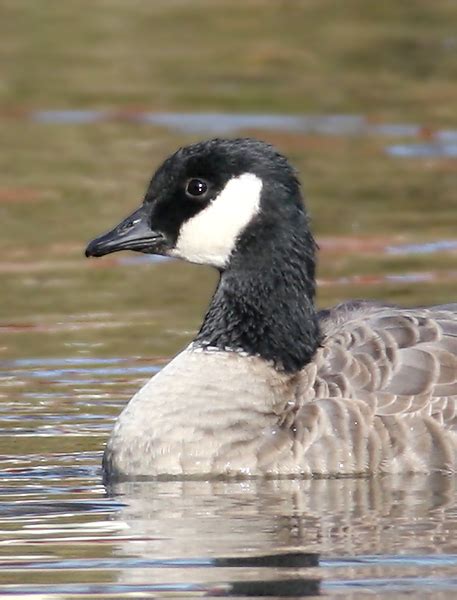 Bill Hubick Photography - Cackling Goose (Branta hutchinsii)