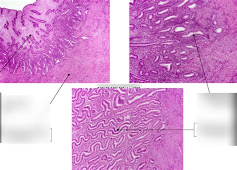 Histology Of The Urinary And Reproductive Systems Diagram Quizlet