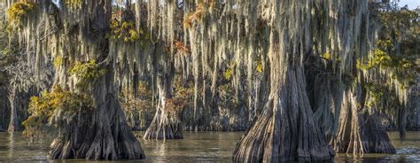 Louisiana Cypress Giants surround Lake Fausse Pointe | The Heart of ...