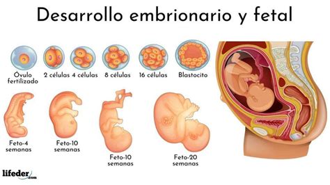 Crees Que En El Desarrollo Embrionario Durante La Formaci N De Los