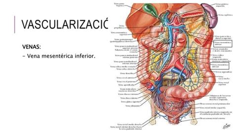 Recto Y Canal Anal Ppt