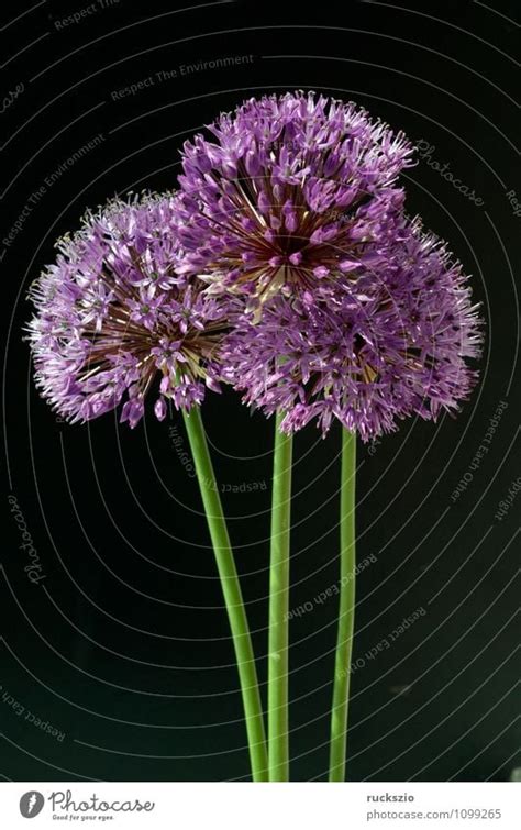 Ornamental Garlic Giant Garlic Allium Giganteum A Royalty Free