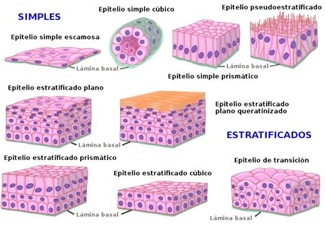 Tejido epitelial de revestimiento Atlas de Histología Vegetal y Animal