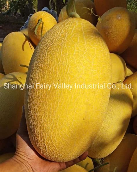 High Quality Hybrid F1 Yellow Peel Oval Hami Melon Seeds For Growing