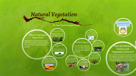 Natural Vegetation By Saya Patel On Prezi