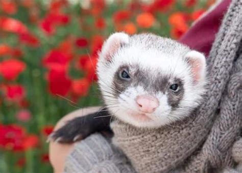Animal De Estimação Pequeno - 10 Melhores Animais de Estimação Pequenos