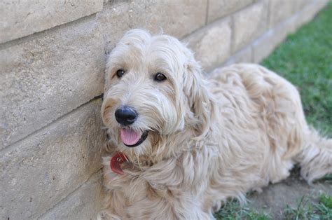 Faithful Doodles Zoeys 4 Week Old F1b Goldendoodles Southern