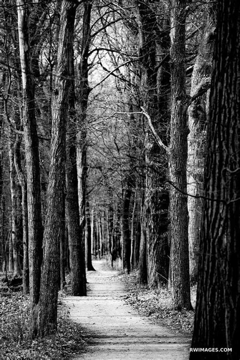 Tall Trees Forest Trail Chicago North Shore Ryerson Woods Forest Preserve Riverwoods Illinois