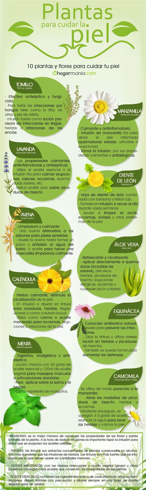 Lista De Plantas Medicinales Del Ecuador Y Para Que Sirven 2023 Elyex