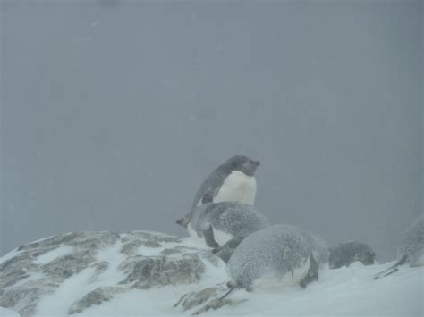 Qui Habite L Antarctique Etude Du Climat Et Du Cycle Hydrologique