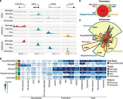 Brain Cell Typespecific Enhancerpromoter Interactome Maps And Disease