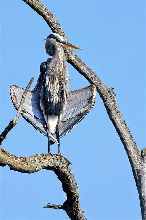 The Flasher Photograph By Marcia Colelli Fine Art America