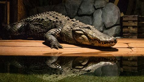 Mighty Mike The 800 Pound Alligator Joins Odysea Aquarium Near Scottsdale