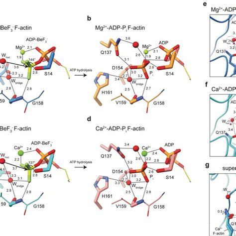 Mechanism of ATP hydrolysis. a-d Isolated amino acid and water ...