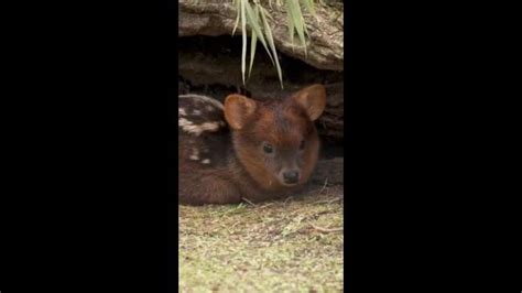 Tiny Newborn Deer Nestles Under Log At San Diego Zoo The Cairns Post