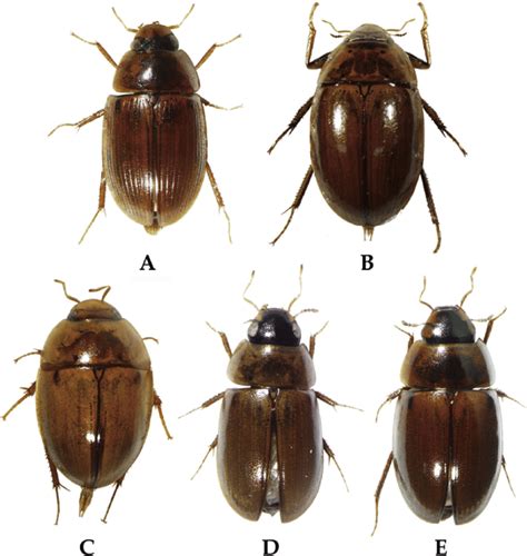 Habitus A Enochrus H Simulans Sharp 55 Mm B Enochrus L