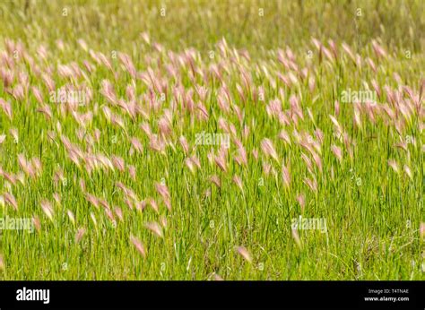 Wild Grass Grows At The Sacramento National Wildlife Refuge In Colusa