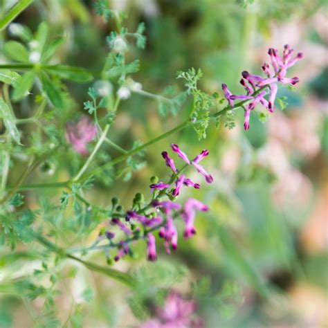 Fumaria Officinalis Fumeterre Officinale Fleurs