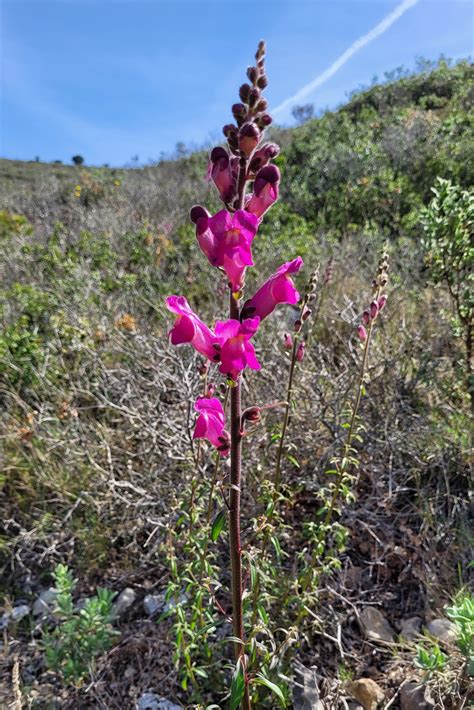 Gueule De Loup Antirrhinum Majus Andr Labetaa Flickr