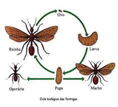 O Reino Das Formigas um blog sobre mirmecologia Castas Reprodução