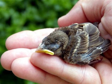 Image libre: blanc, gorge, moineau, de taille moyenne, moineau, à proximité
