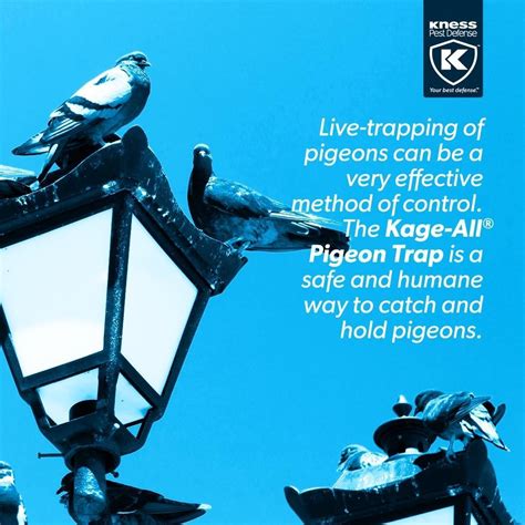 Pigeon Control Tips Pest Control Newcastle Fleas