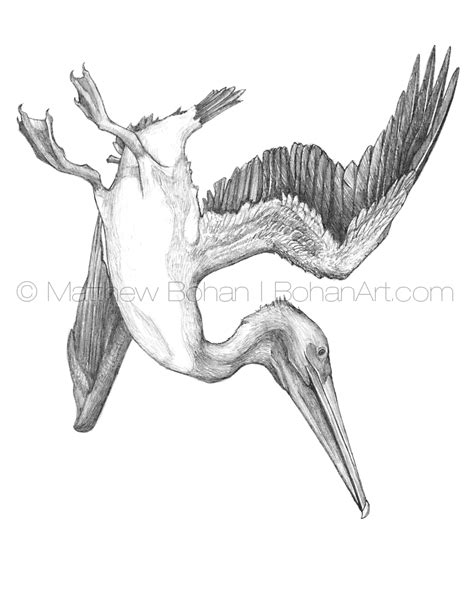 Diving Brown Pelican Pencil Sketch p76 | Pelican art, Pelican drawing ...