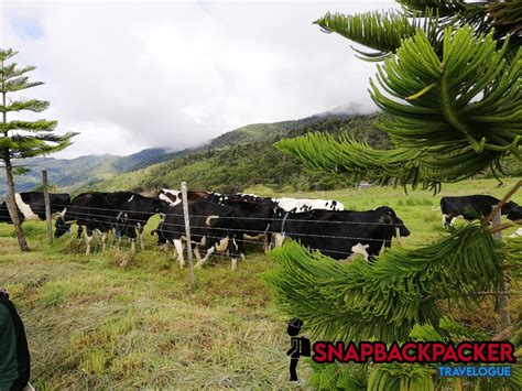 Desa Dairy Farm Kundasang Sabah Apa Tarikan Pelancongan Di Sini