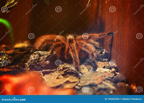 Big Spider Tarantula Closeup Editorial Photo - Image of spider, black ...