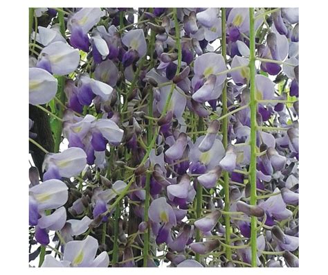 Planta Trepadora Glicinia Azul O Wisteria Para Jardín Comprar Online