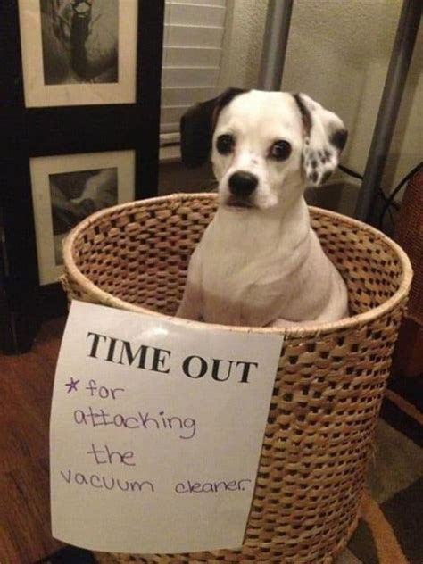 17 Hilarious Dog Shaming Pictures