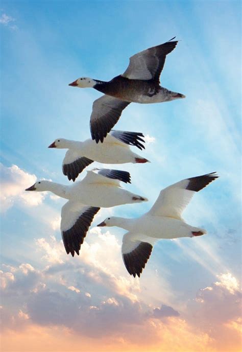 Blue Goose, Snow Geese and Ross' Goose, Potpourri of Goose Species and ...