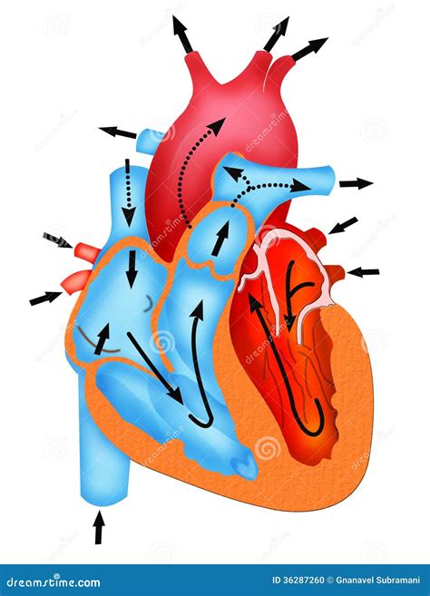 Diagram of heart blood flow - customertaste