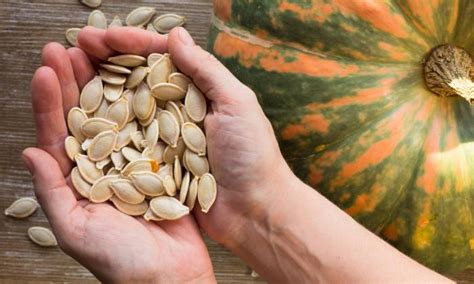 Semillas de calabaza secas crudas orgánicas Fundación G E