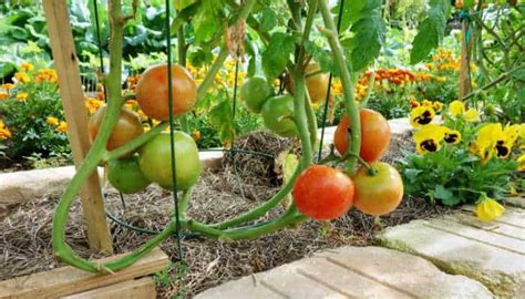 Detailed Guide Pros And Cons Of Growing Tomatoes In Raised Bed