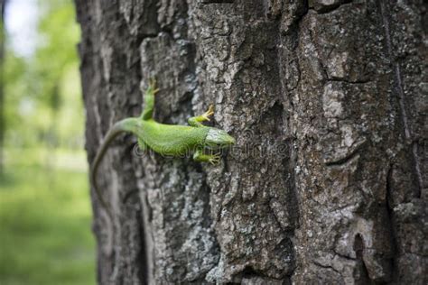 Green Lizard - Green Lizard with a Long Tail Standing on a Piece Stock ...